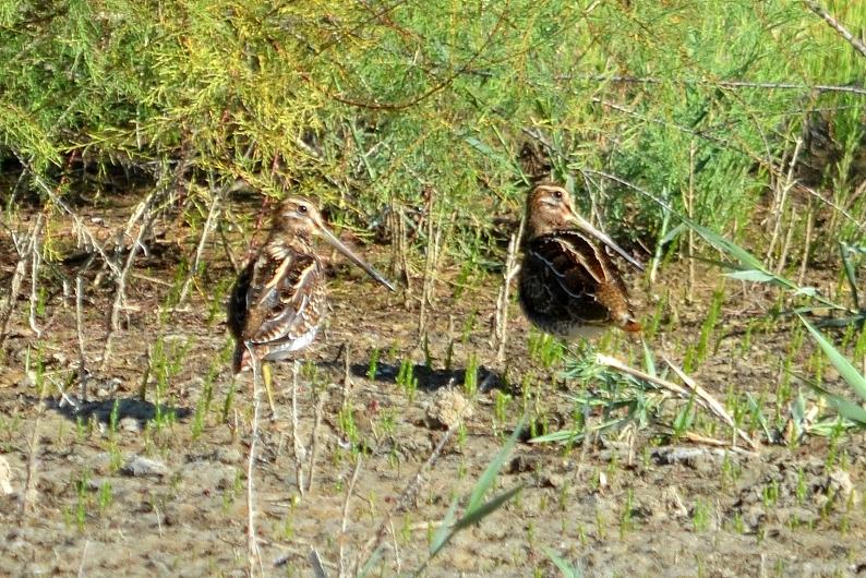 Bécassine des marais Gallinago gallinago (Linnaeus, 1758)