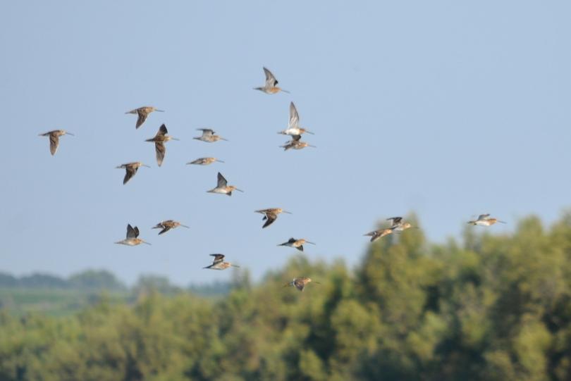 Bécassine des marais Gallinago gallinago (Linnaeus, 1758)