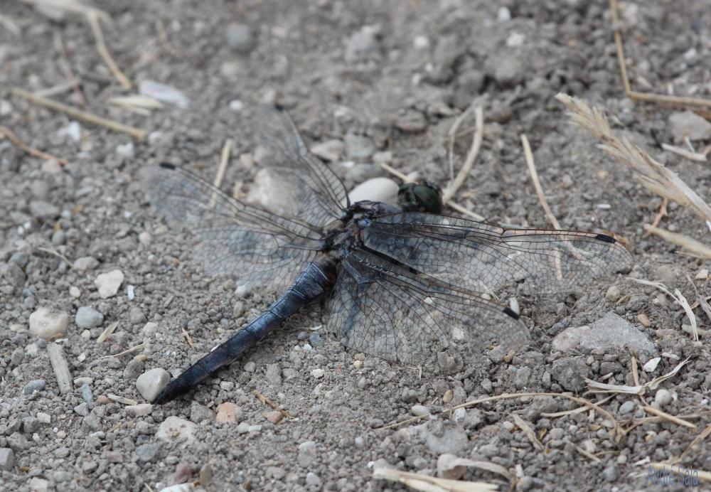 Orthétrum réticulé (L') Orthetrum cancellatum (Linnaeus, 1758)