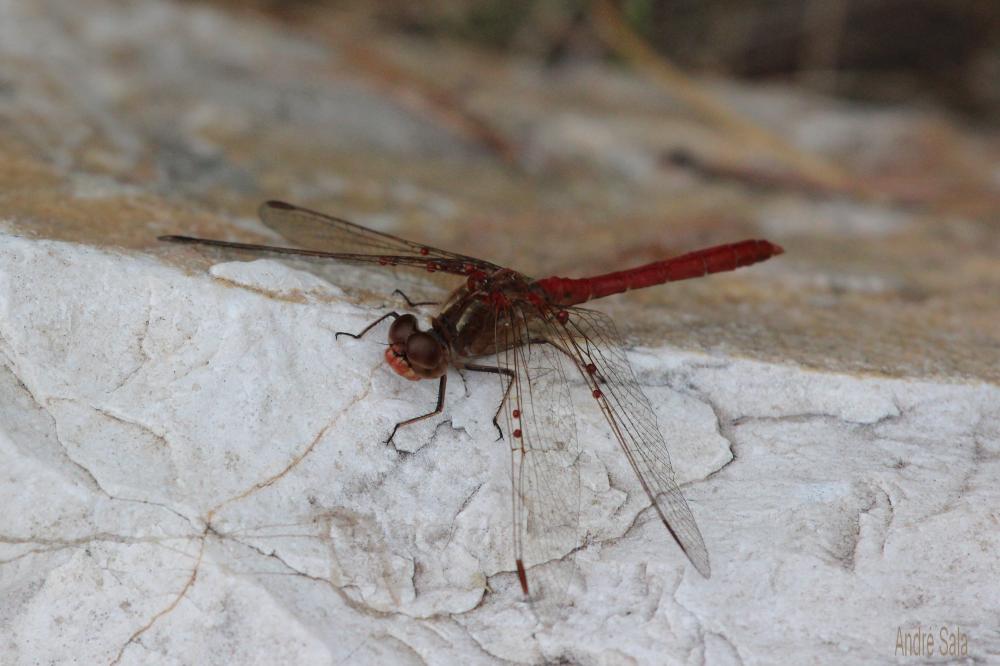 Sympétrum vulgaire (Le) Sympetrum vulgatum (Linnaeus, 1758)