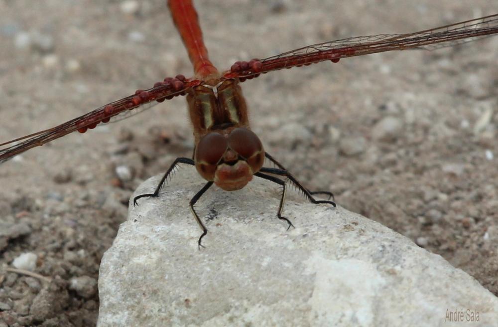Sympétrum vulgaire (Le) Sympetrum vulgatum (Linnaeus, 1758)