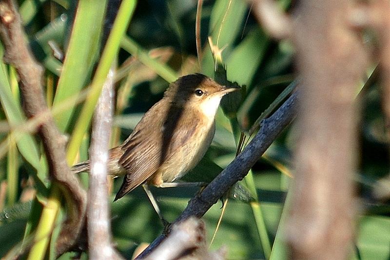 Bouscarle de Cetti Cettia cetti (Temminck, 1820)