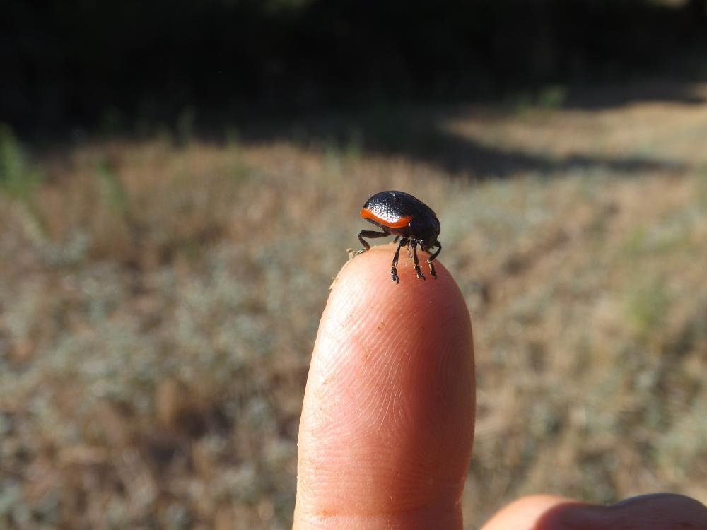 Chrysolina Motschulsky, 1860