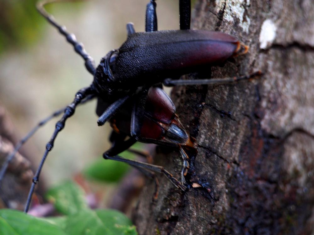 Grand Capricorne (Le) Cerambyx cerdo Linnaeus, 1758