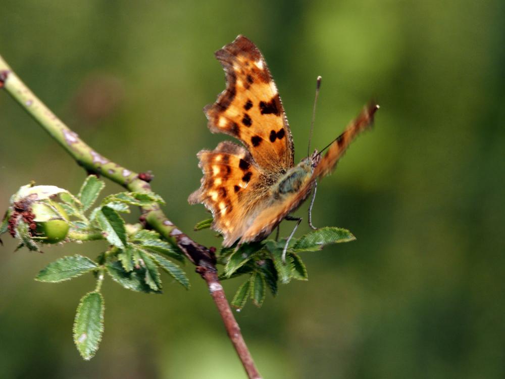 Le Gamma (Le), Robert-le-diable (Le), C-blanc (Le), D Polygonia c-album (Linnaeus, 1758)