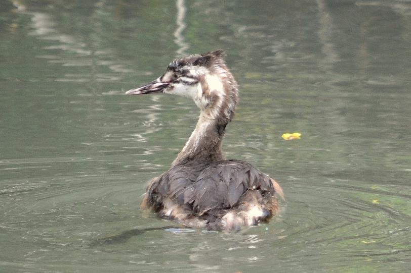 Grèbe huppé Podiceps cristatus (Linnaeus, 1758)