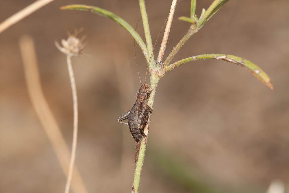 Grillon des Cistes Arachnocephalus vestitus Costa, 1855