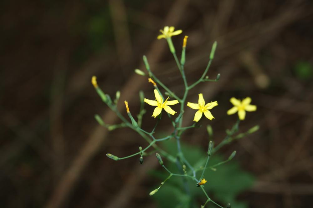 Pendrille Lactuca muralis (L.) Gaertn., 1791