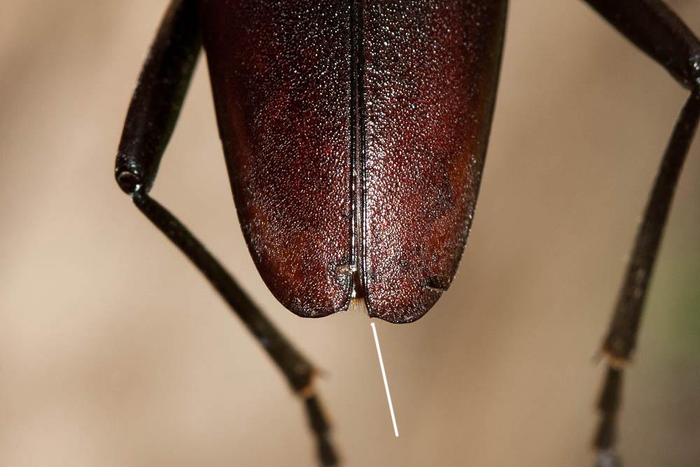 Grand Capricorne (Le) Cerambyx cerdo Linnaeus, 1758