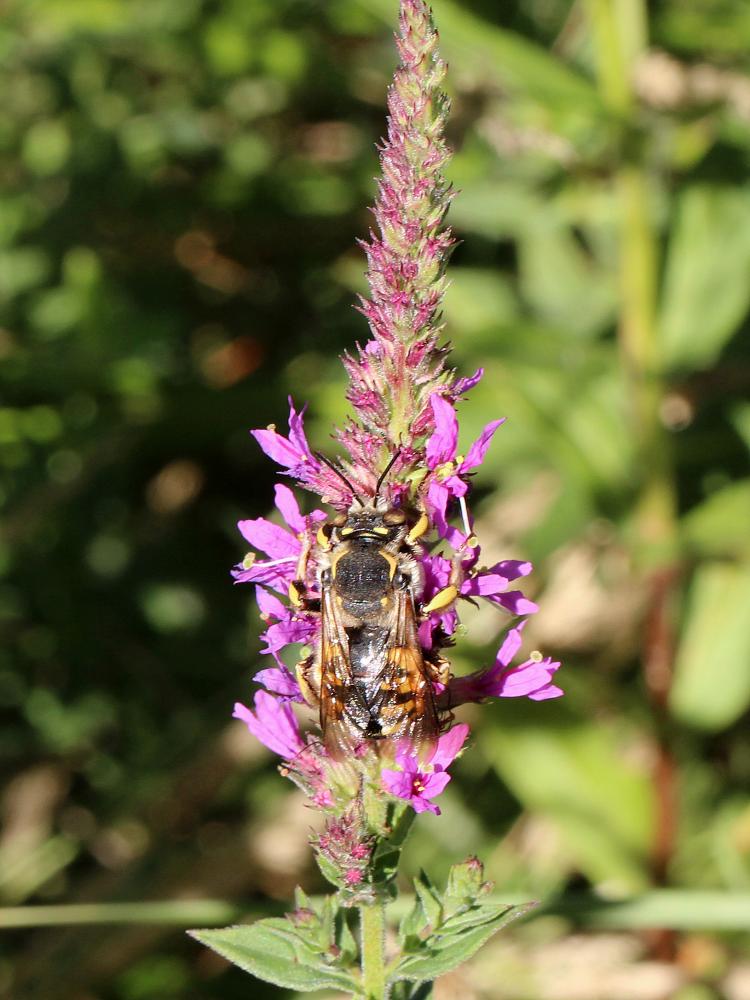  Anthidium florentinum (Fabricius, 1775)