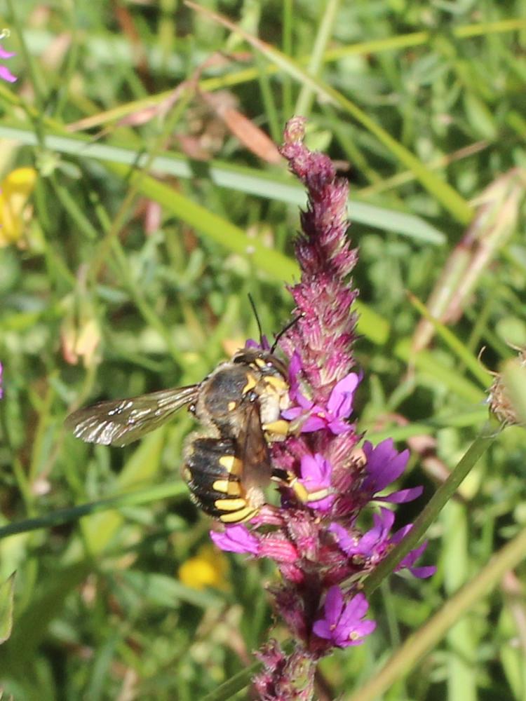  Anthidium florentinum (Fabricius, 1775)