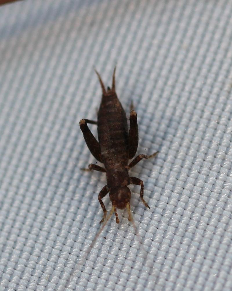 Le Grillon des Cistes Arachnocephalus vestitus Costa, 1855