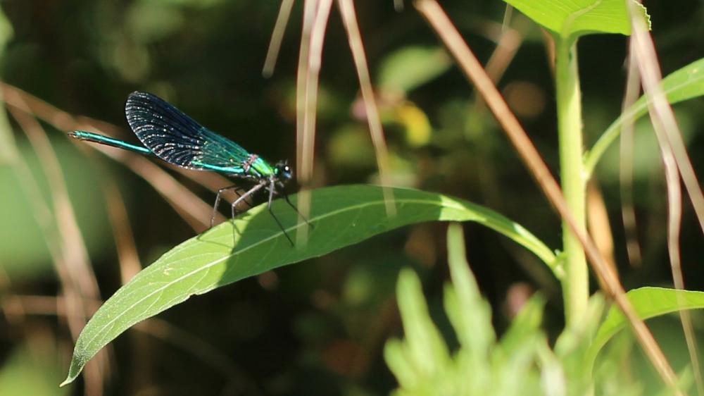 Caloptéryx occitan Calopteryx xanthostoma (Charpentier, 1825)