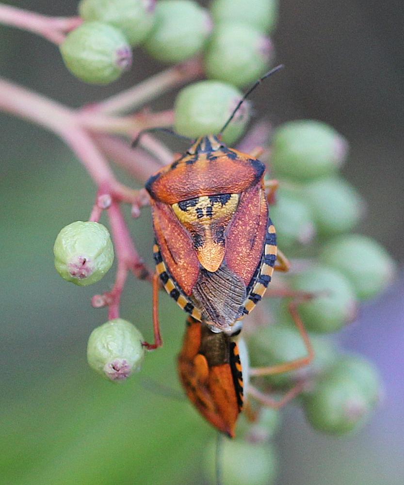 Carpocoris pudicus (Poda, 1761)