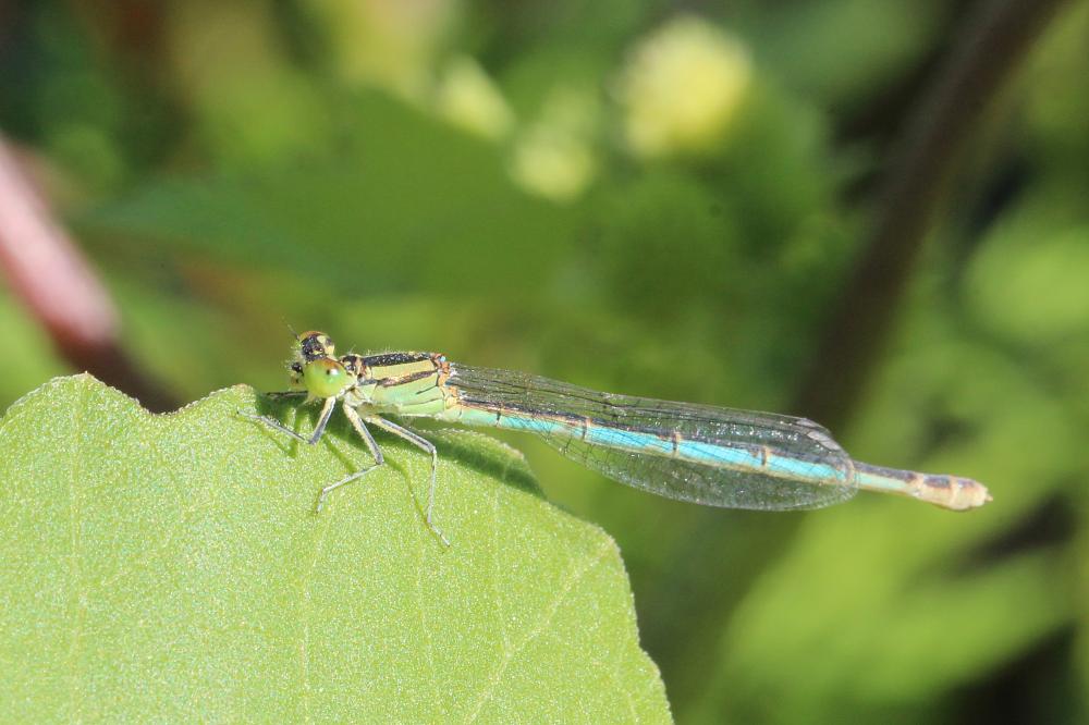 Agrion de Vander Linden, Naïade de Vander Linden Erythromma lindenii (Selys, 1840)