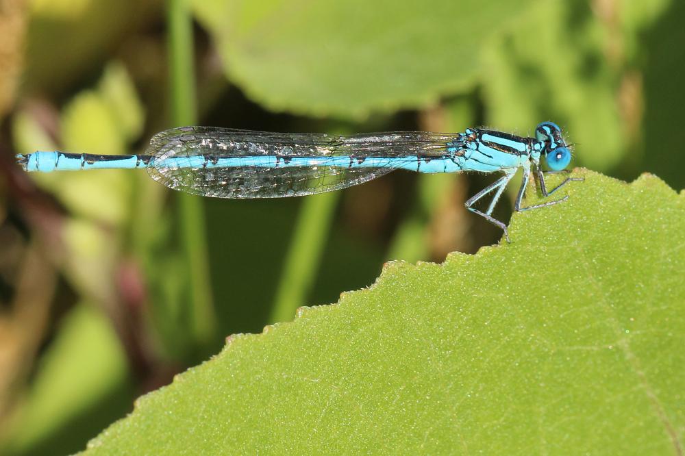 Agrion de Vander Linden, Naïade de Vander Linden Erythromma lindenii (Selys, 1840)