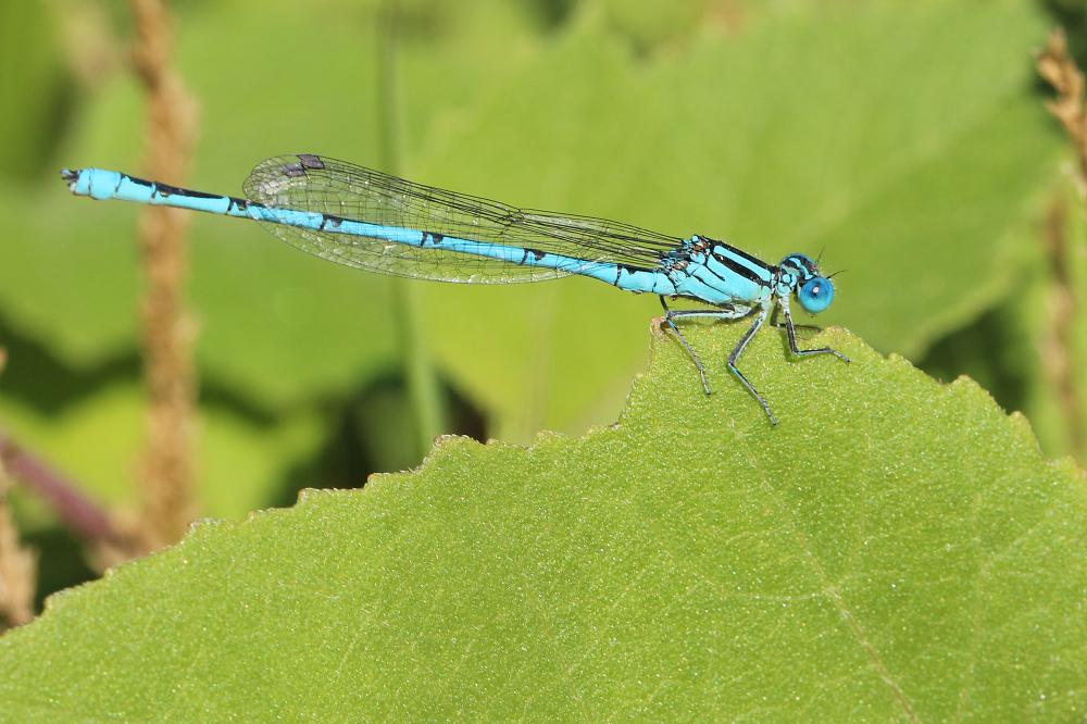 Agrion de Vander Linden, Naïade de Vander Linden Erythromma lindenii (Selys, 1840)