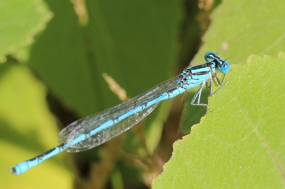 Agrion de Vander Linden, Naïade de Vander Linden Erythromma lindenii (Selys, 1840)