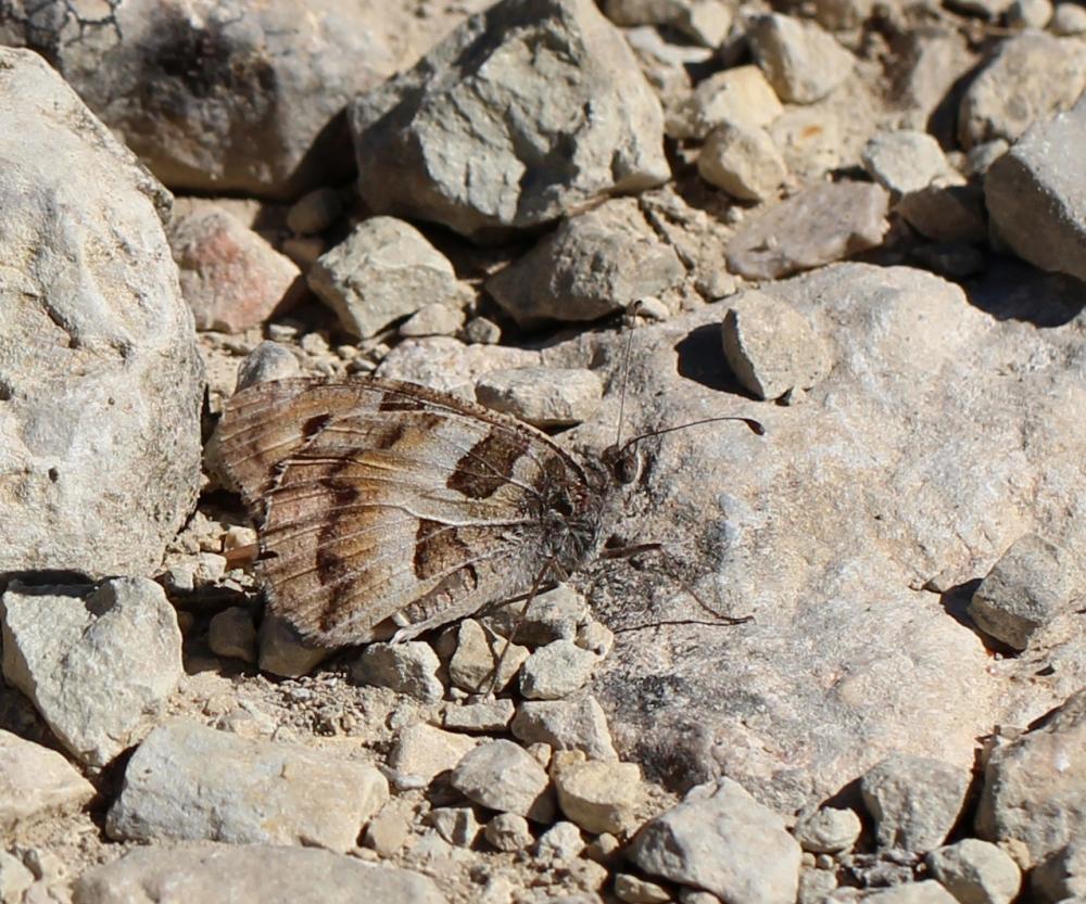 Hermite (L'), Ermite (L') Chazara briseis (Linnaeus, 1764)