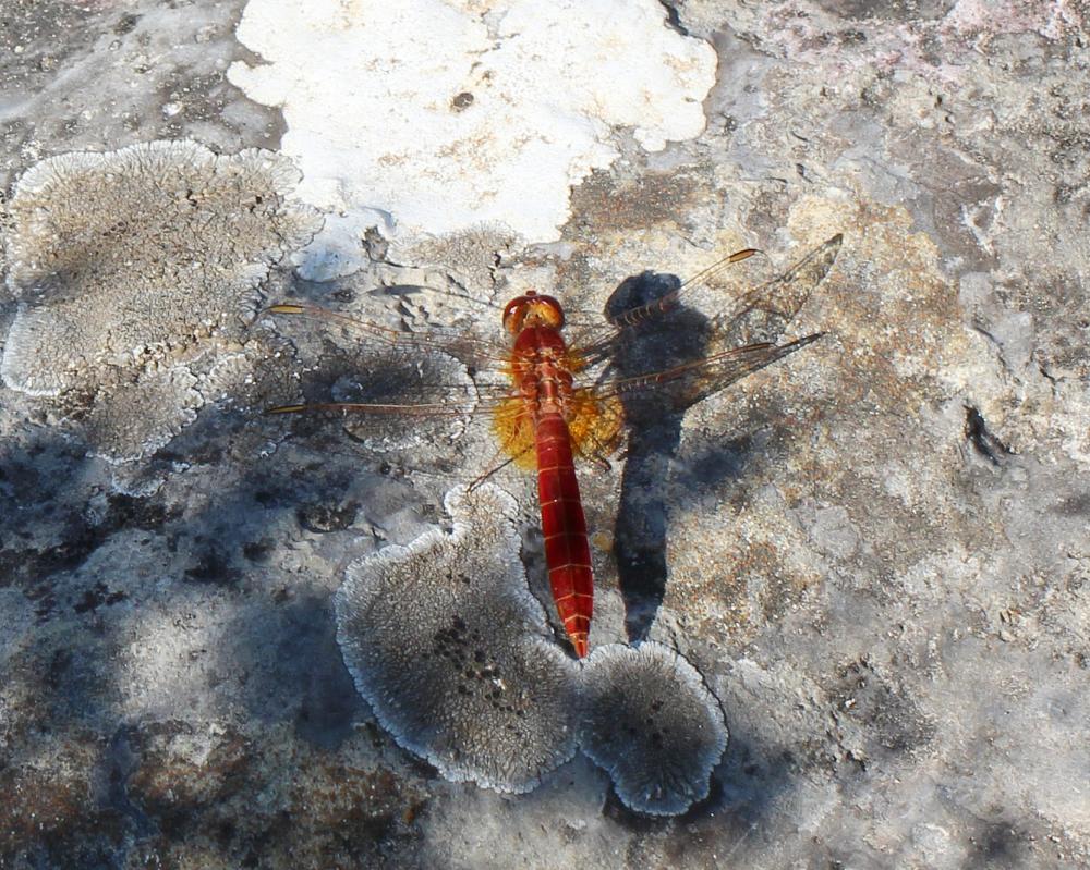 Crocothémis écarlate (Le) Crocothemis erythraea (Brullé, 1832)