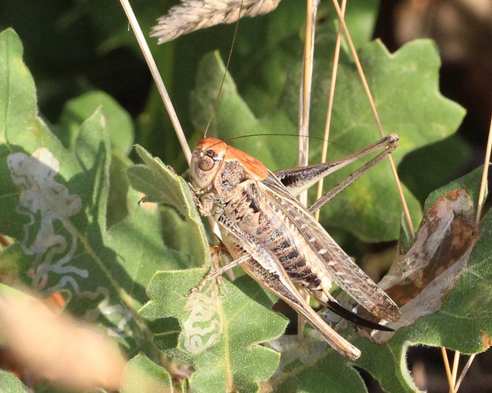 Decticelle côtière Platycleis affinis Fieber, 1853