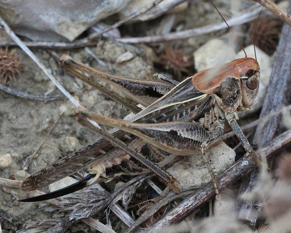 Decticelle côtière Platycleis affinis Fieber, 1853