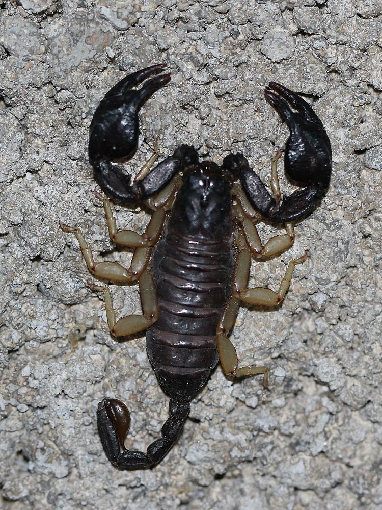  Euscorpius flavicaudis (De Geer, 1778)