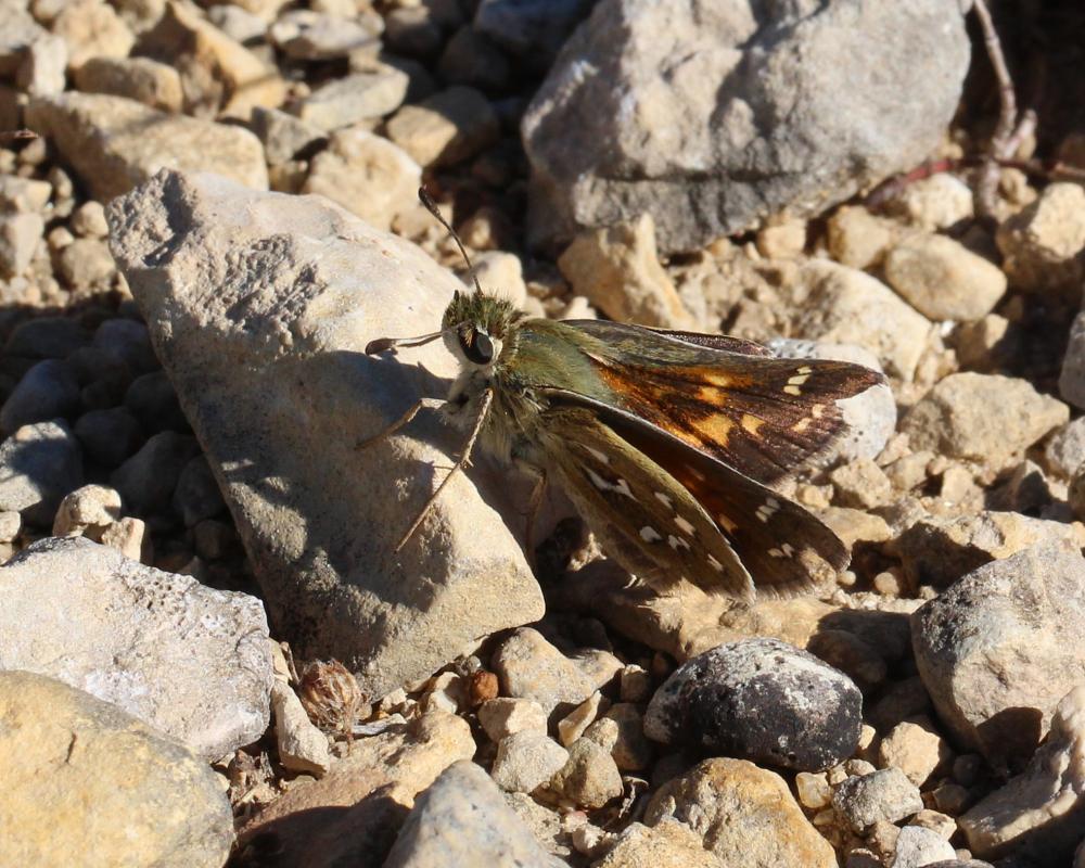 Virgule (La), Comma (Le) Hesperia comma (Linnaeus, 1758)
