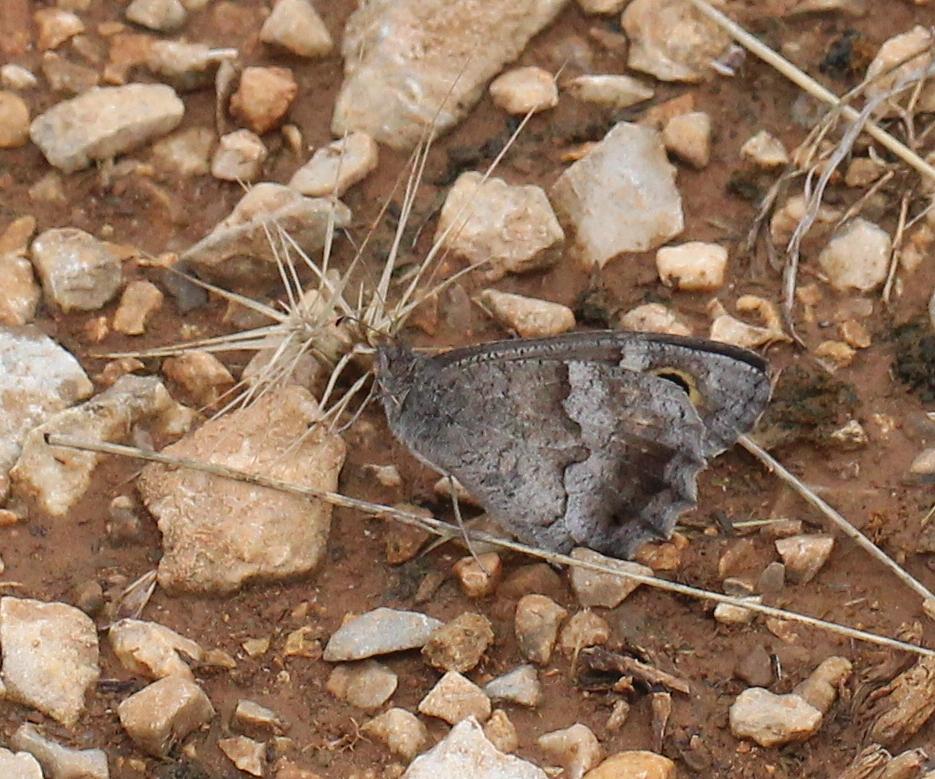Faune (Le), Arachné (L'), Coronis (Le) Hipparchia statilinus (Hufnagel, 1766)