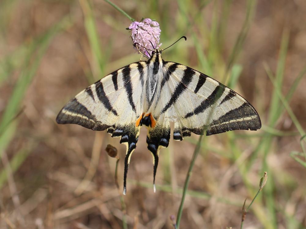 Flambé (Le) Iphiclides podalirius (Linnaeus, 1758)