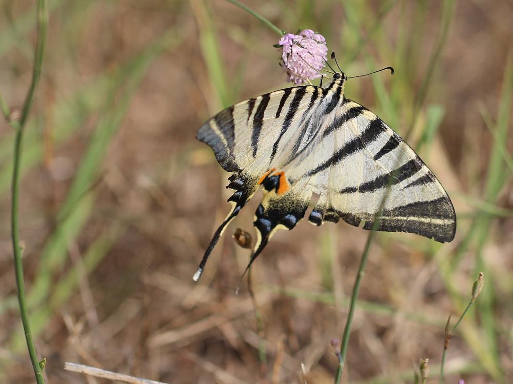Flambé (Le) Iphiclides podalirius (Linnaeus, 1758)