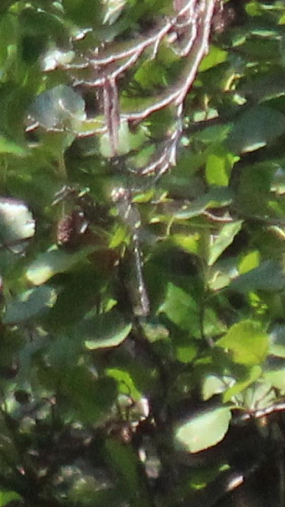 Cordulie splendide (La) Macromia splendens (Pictet, 1843)