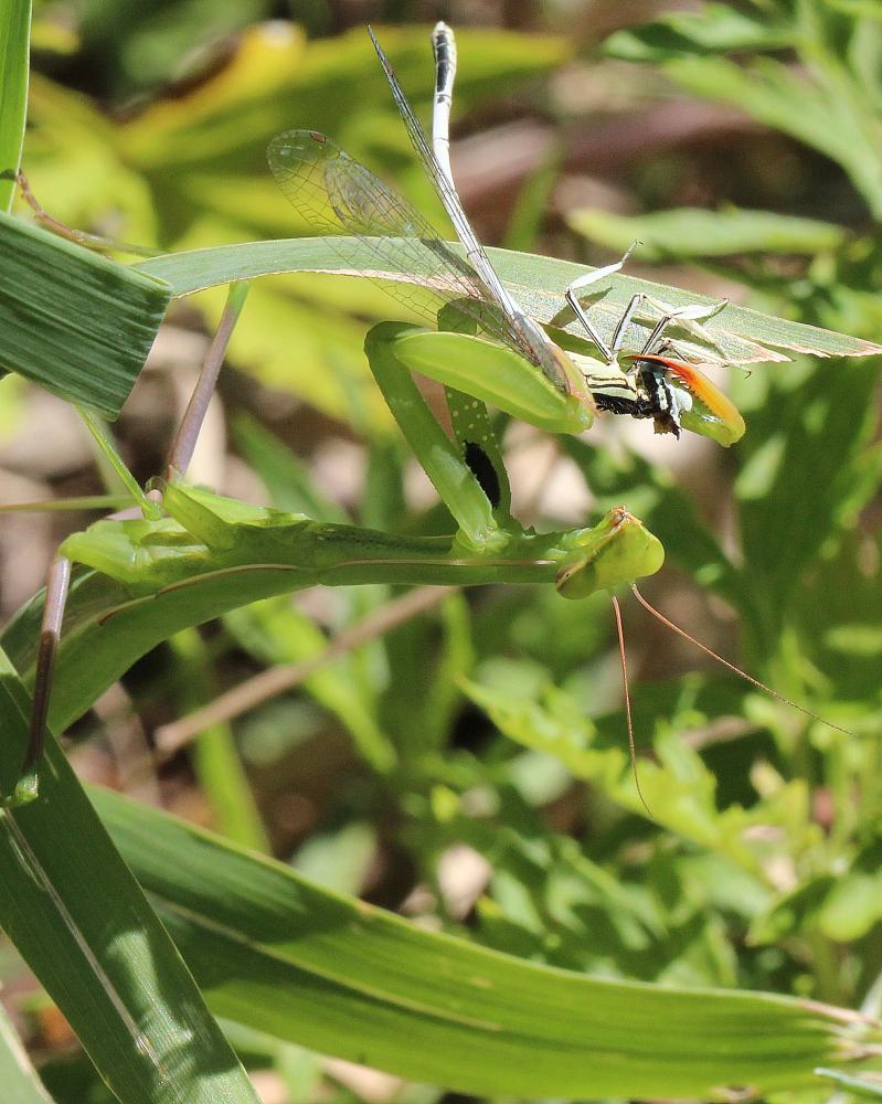 Mante religieuse Mantis religiosa (Linnaeus, 1758)