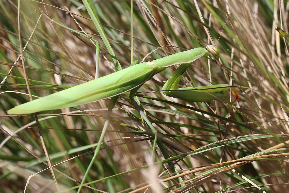 Mante religieuse Mantis religiosa (Linnaeus, 1758)