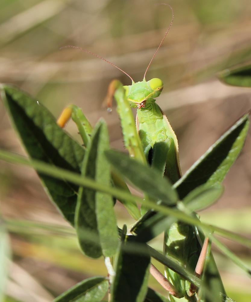 La Mante religieuse Mantis religiosa (Linnaeus, 1758)