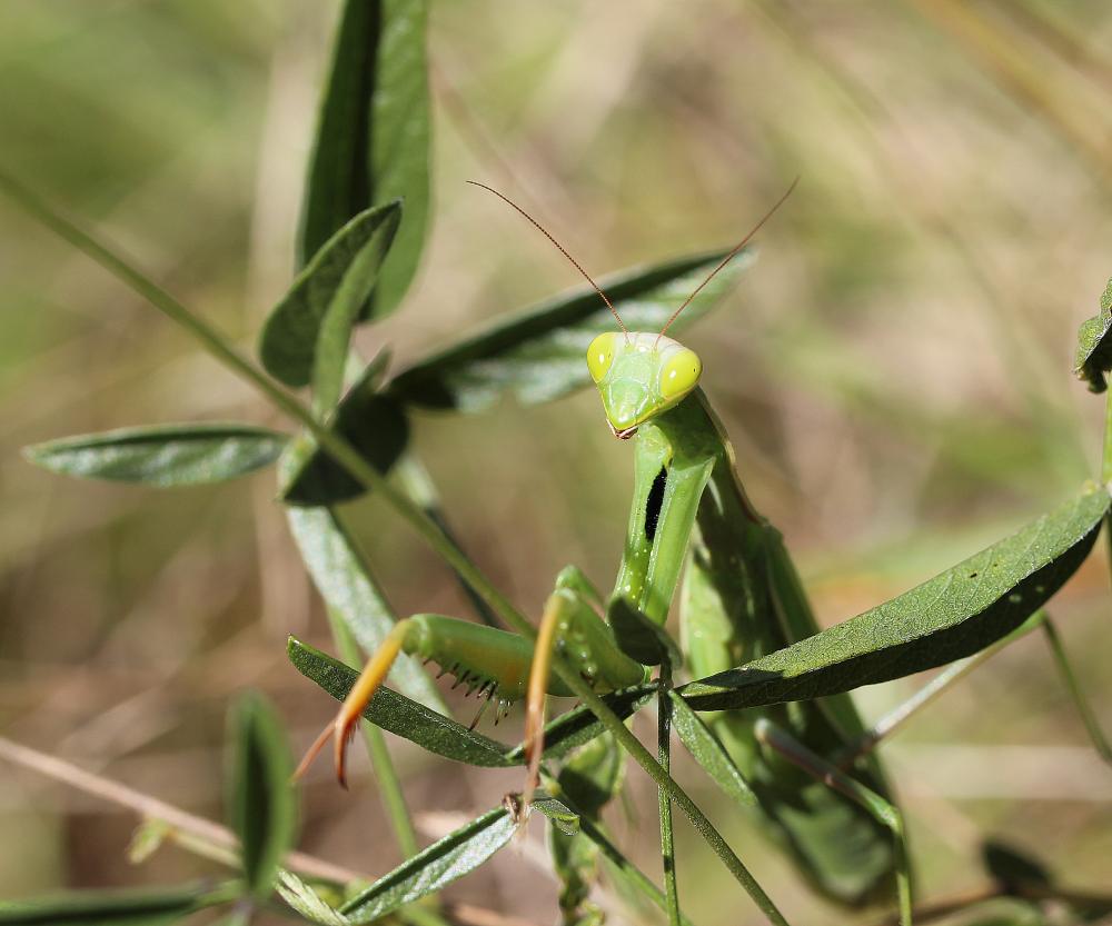 Mante religieuse Mantis religiosa (Linnaeus, 1758)