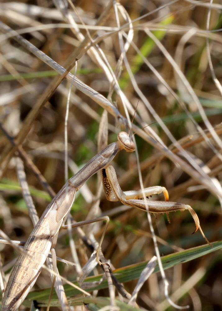 La Mante religieuse Mantis religiosa (Linnaeus, 1758)