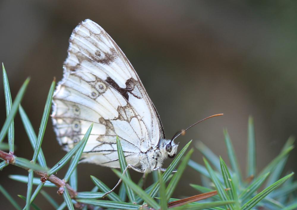 Echiquier ibérique (L'), Échiquier d'Ibérie (L') Melanargia lachesis (Hübner, 1790)