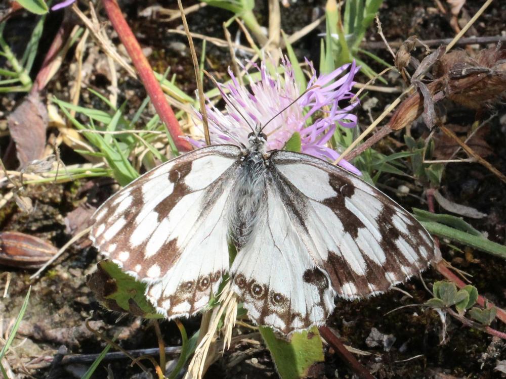 Echiquier ibérique (L'), Échiquier d'Ibérie (L') Melanargia lachesis (Hübner, 1790)