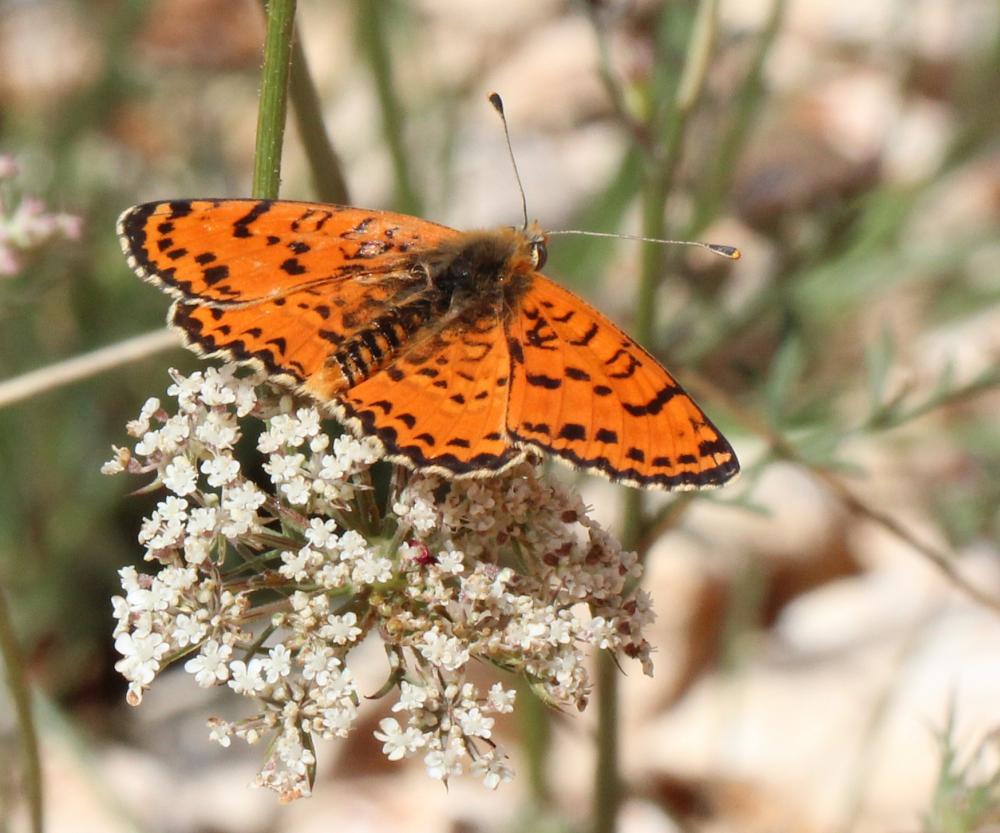 Mélitée orangée (La), Damier orangé (Le), Diane (L Melitaea didyma (Esper, 1778)