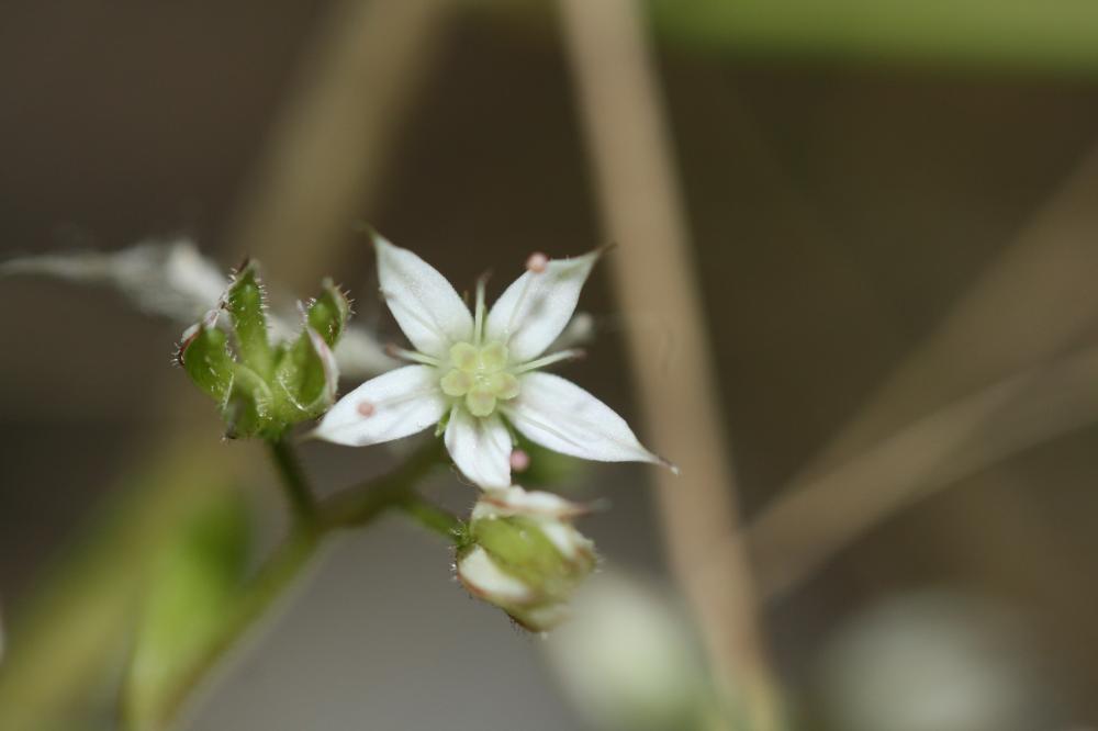 Orpin pourpier, Orpin paniculé Sedum cepaea L., 1753
