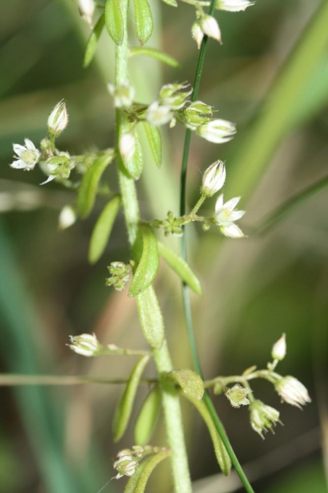 Orpin pourpier, Orpin paniculé Sedum cepaea L., 1753