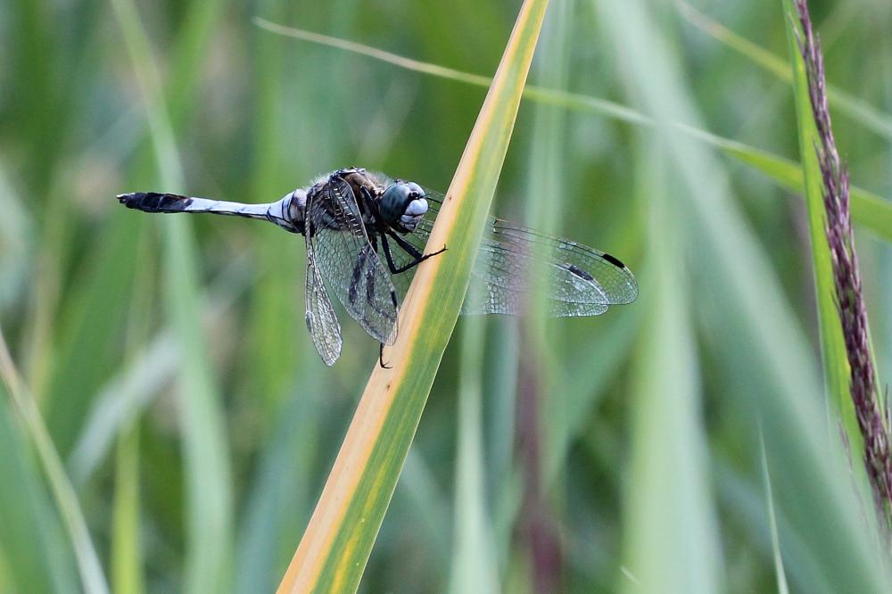 Le Orthétrum à stylets blancs (L') Orthetrum albistylum (Selys, 1848)