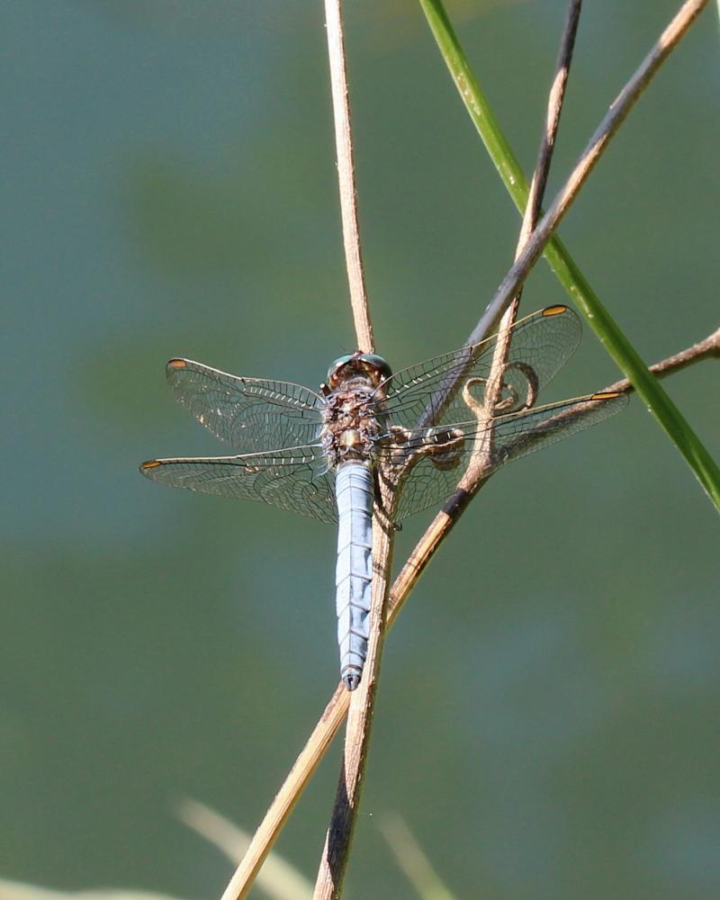 Orthétrum bleuissant (L') Orthetrum coerulescens (Fabricius, 1798)