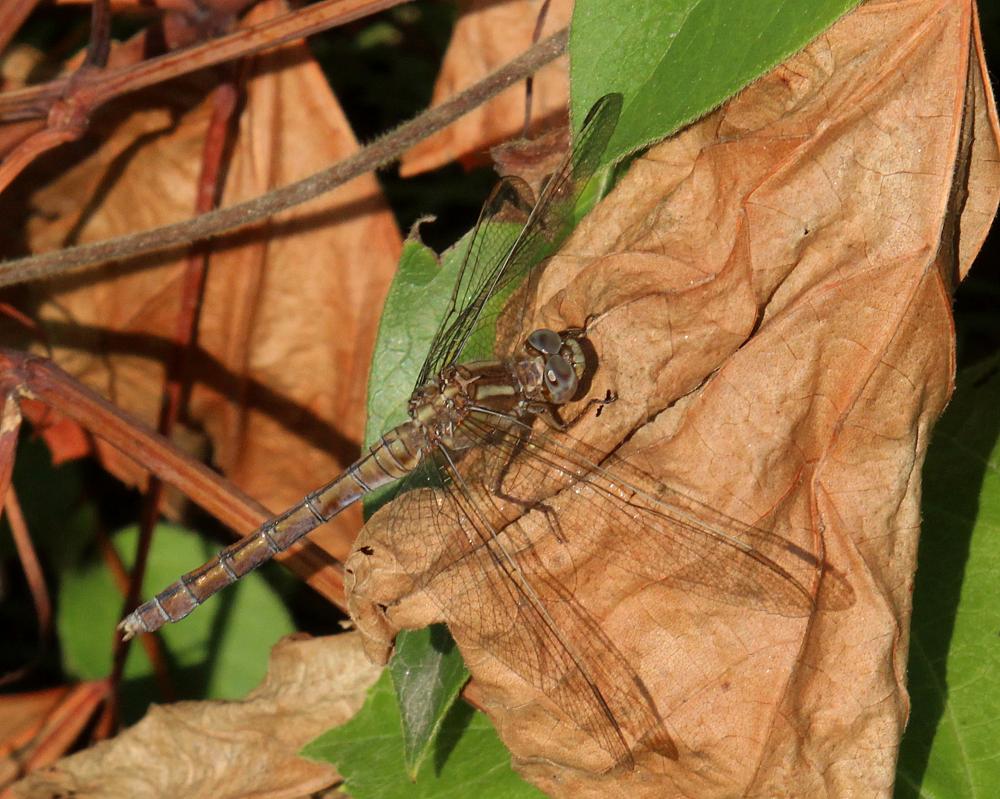 Orthétrum bleuissant (L') Orthetrum coerulescens (Fabricius, 1798)