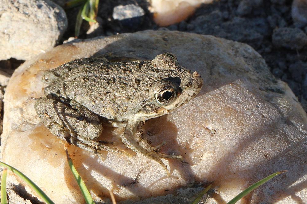 Pélodyte ponctué Pelodytes punctatus (Daudin, 1803)