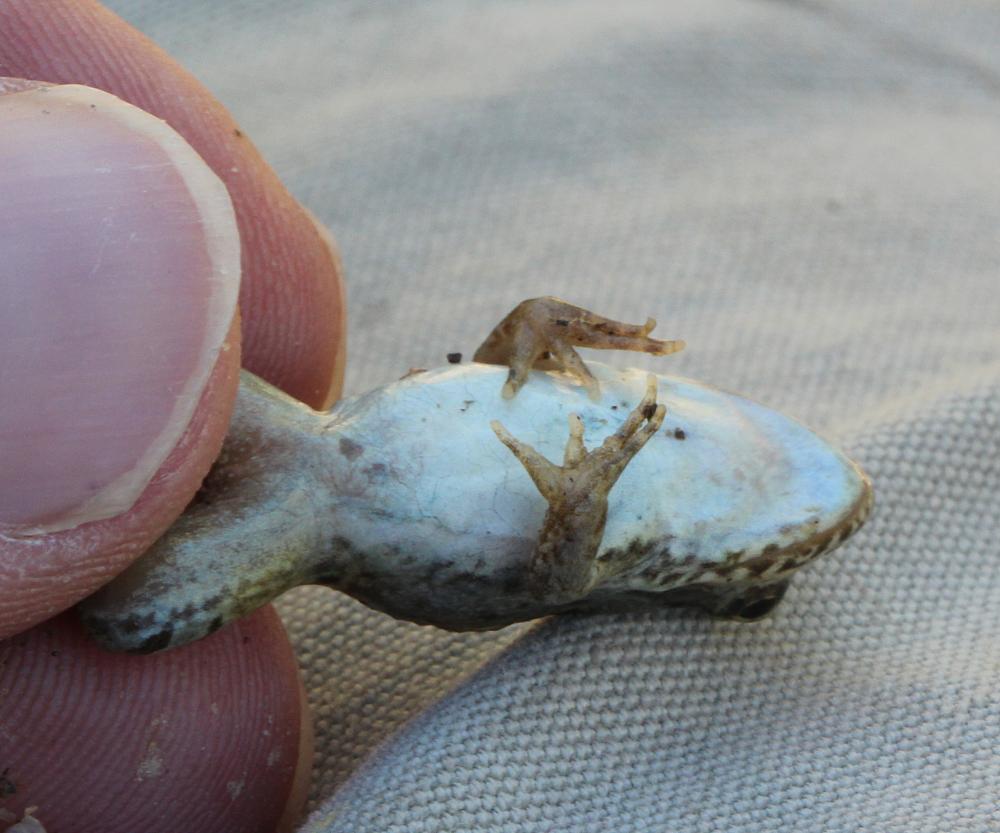 Pélodyte ponctué Pelodytes punctatus (Daudin, 1803)