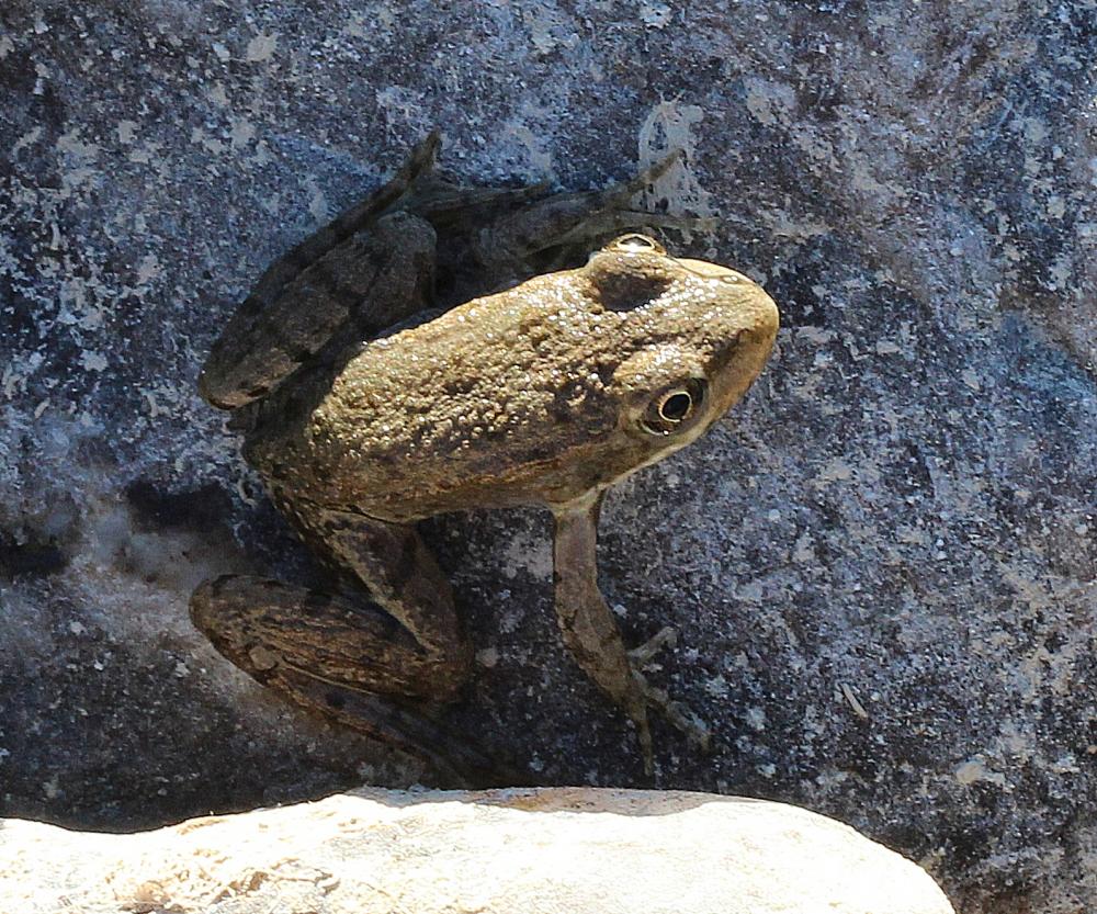 Pélodyte ponctué Pelodytes punctatus (Daudin, 1803)