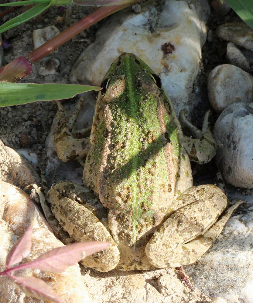 Pélophylax Pelophylax Fitzinger, 1843