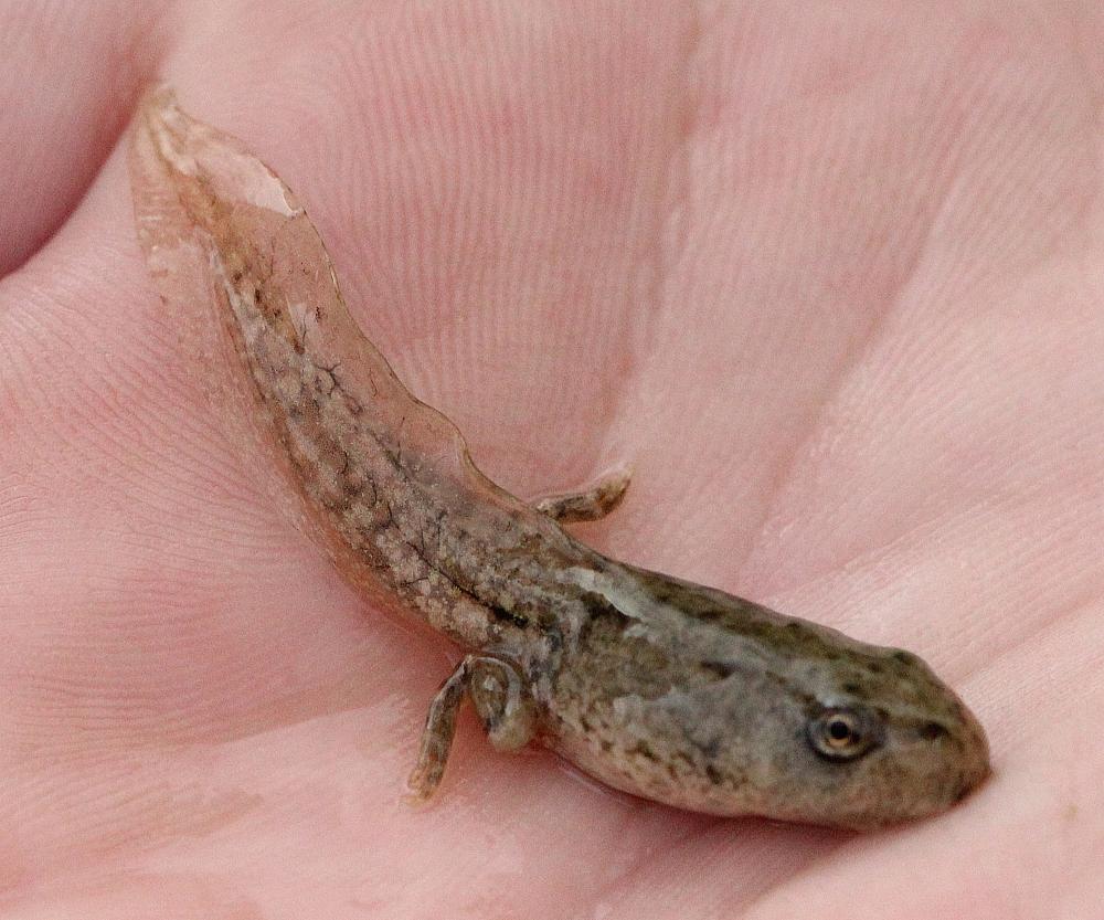 Pélophylax Pelophylax Fitzinger, 1843